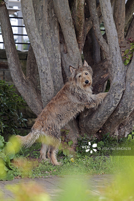 皮卡第牧羊犬图片素材