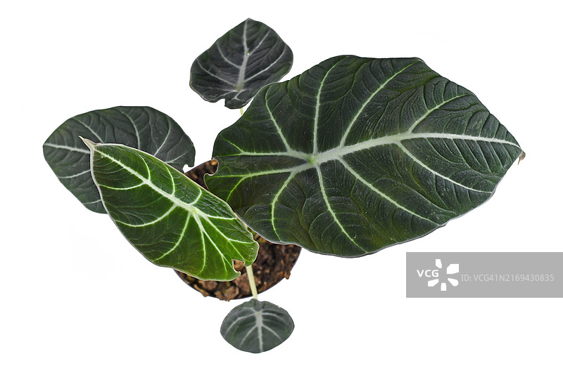 盆栽热带观音莲（黑天鹅绒）俯视图图片素材