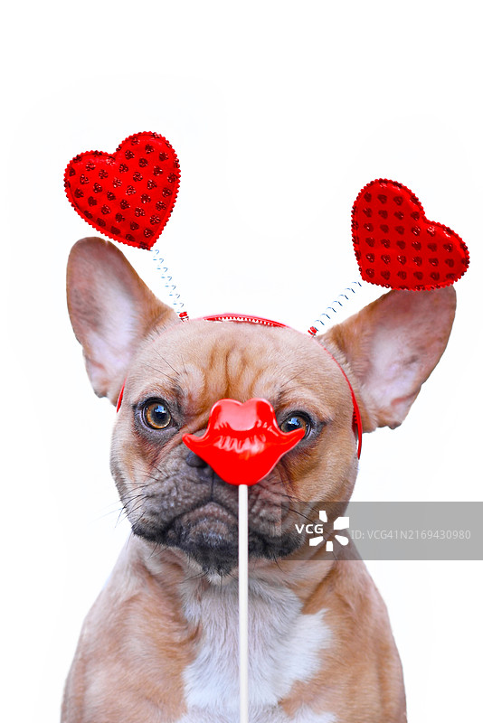 戴着情人节心形头带的可爱法国斗牛犬，白色背景前亲吻红唇图片素材