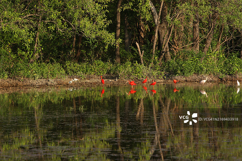Marajó巴西亚马逊岛图片素材
