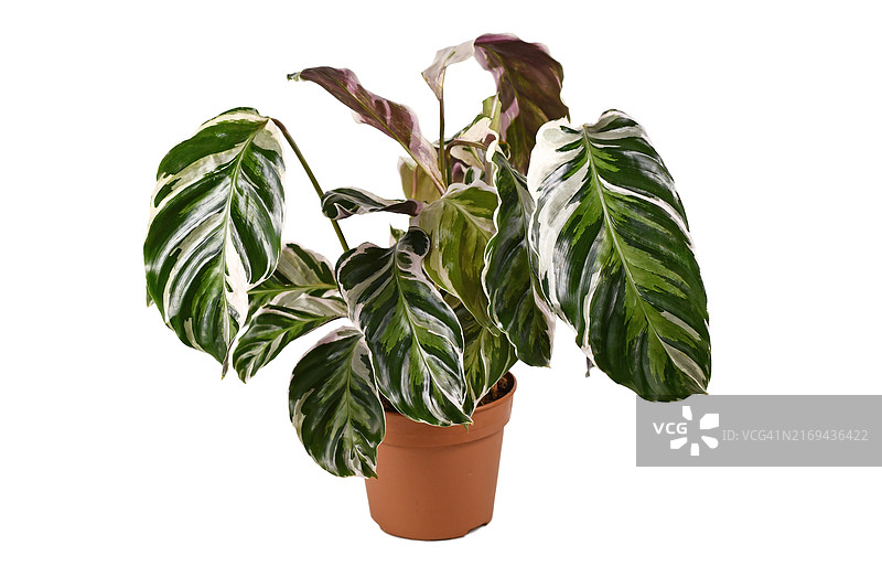 花盆中白脉双线竹芋图片素材