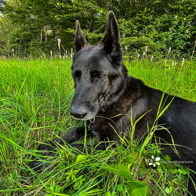 半睡的德国牧羊犬图片素材