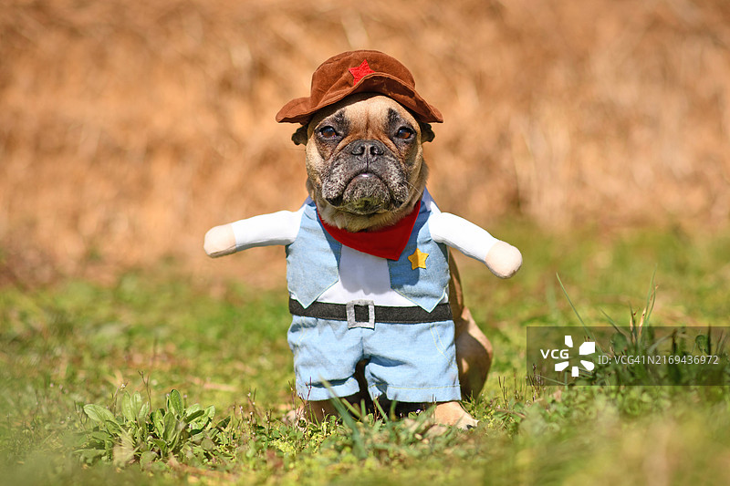 戴着牛仔帽和假手臂的可爱法国斗牛犬万圣节服装图片素材