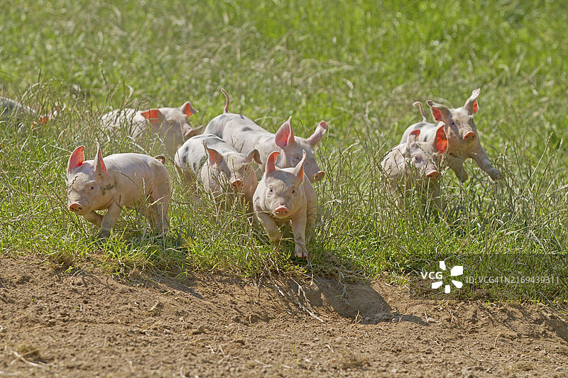 家猪（Sus scrofa domesticus），小猪，奔跑图片素材