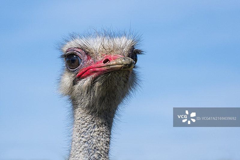 鸵鸟养殖场中以蓝天为背景的鸵鸟肖像图片素材