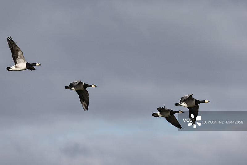 飞行中的白额黑雁，韦德尔，石勒苏益格-荷尔斯泰因州图片素材