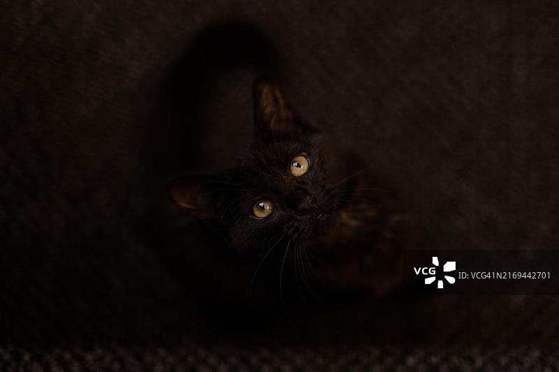 有着金色眼睛的黑色小猫向上看图片素材
