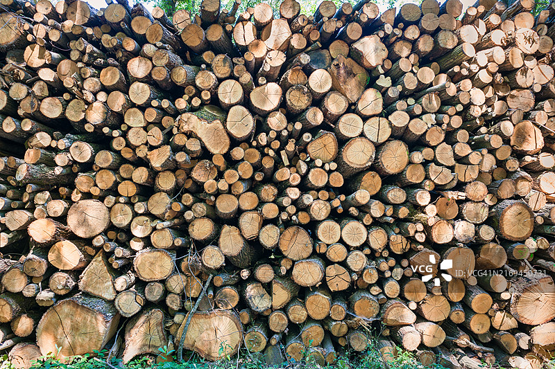锯断的树木堆图片素材