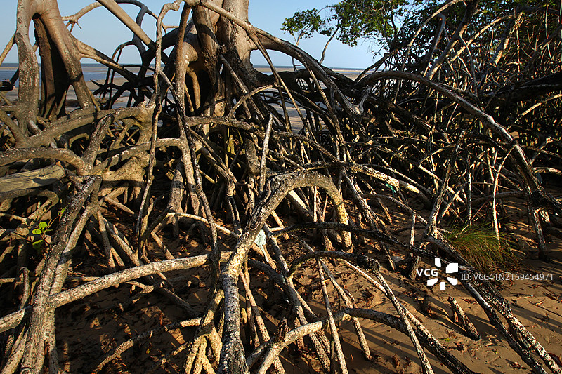 Marajó巴西亚马逊岛图片素材