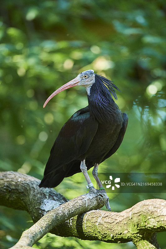在树枝上的秃鹮，德国巴伐利亚图片素材
