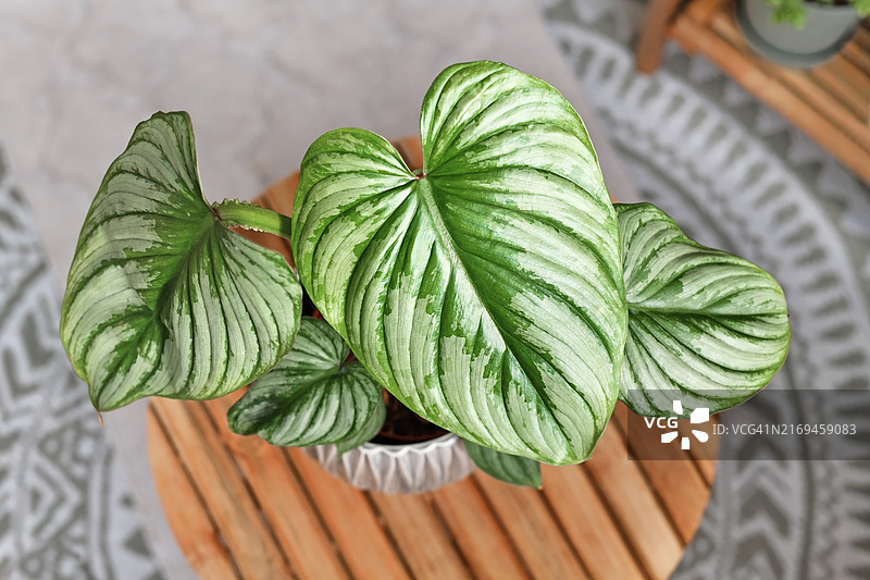 花盆中银色图案的蔓绿绒盆栽图片素材