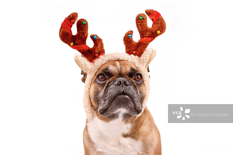 戴着圣诞驯鹿角头饰的法国斗牛犬图片素材