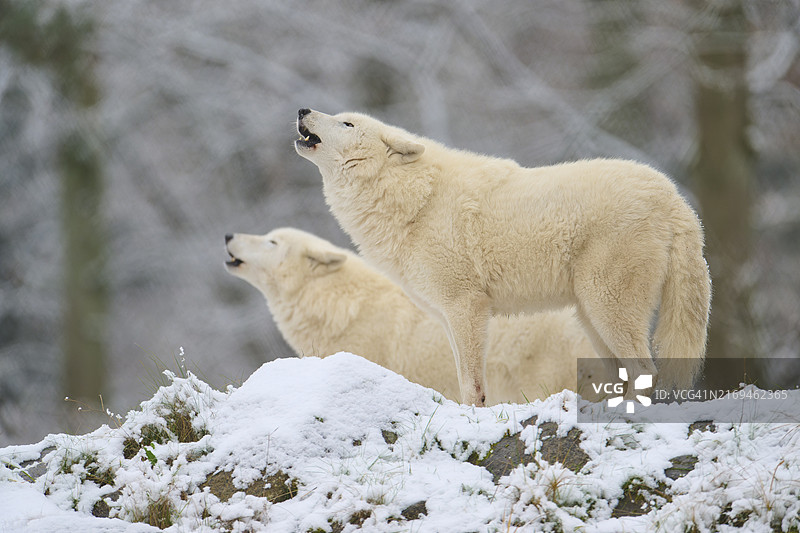 北极狼（Canis lupus arctos），成年，两只动物嚎叫，雪地，冬季，圈养图片素材