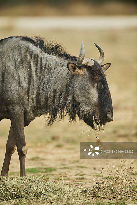 非洲圈养状态下的蓝角马图片素材