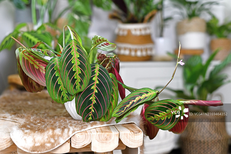 热带红脉葛郁金室内植物，红条纹图案，长凳上图片素材