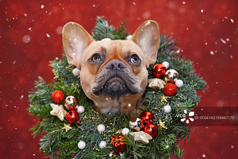 戴着圣诞花环的法国斗牛犬，抬头看着红色背景上的雪花图片素材