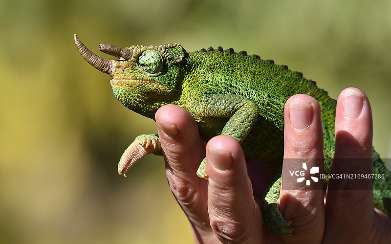 肯尼亚的杰克逊角变色龙图片素材