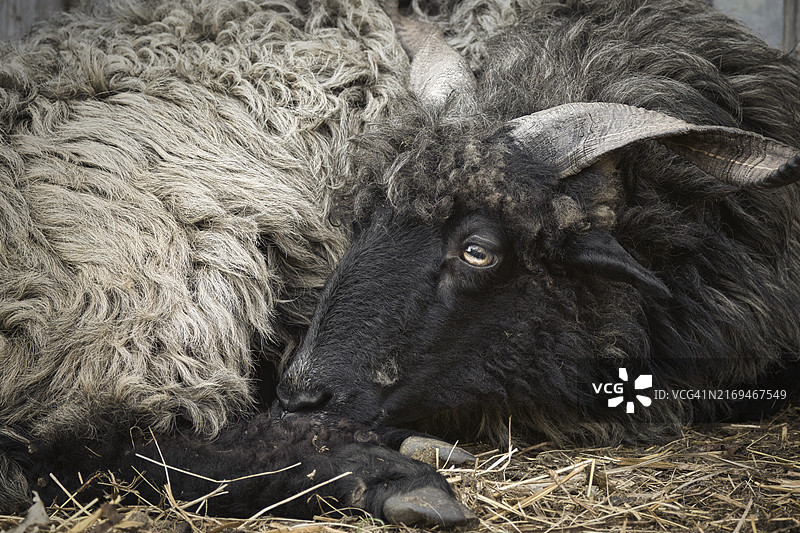 黑色匈牙利拉卡绵羊(Ovis aries strepsiceros Hungaricus)的棕褐色肖像照:长而弯曲的角,一只公羊躺在地上休息图片素材
