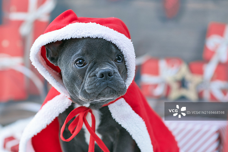 戴红色圣诞老人帽的法国斗牛犬幼犬 портрет图片素材