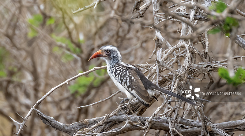 红喙弯嘴犀鸟，南非克鲁格国家公园图片素材