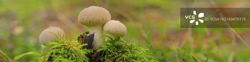 近距离拍摄的蘑菇（Lycoperdon perlatum），新斯塔特图片素材