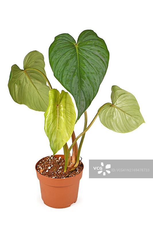 叶片带银色图案的热带喜林芋盆栽，独立白色背景图片素材