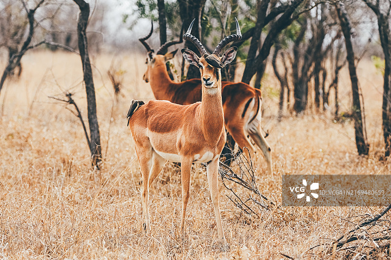 南非克鲁格国家公园中的羚羊在吃草。图片素材