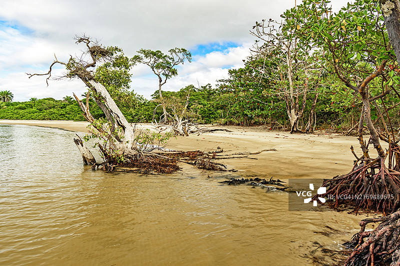巴西巴伊亚州海岸红树林景观，树枝盘绕，树根错落图片素材