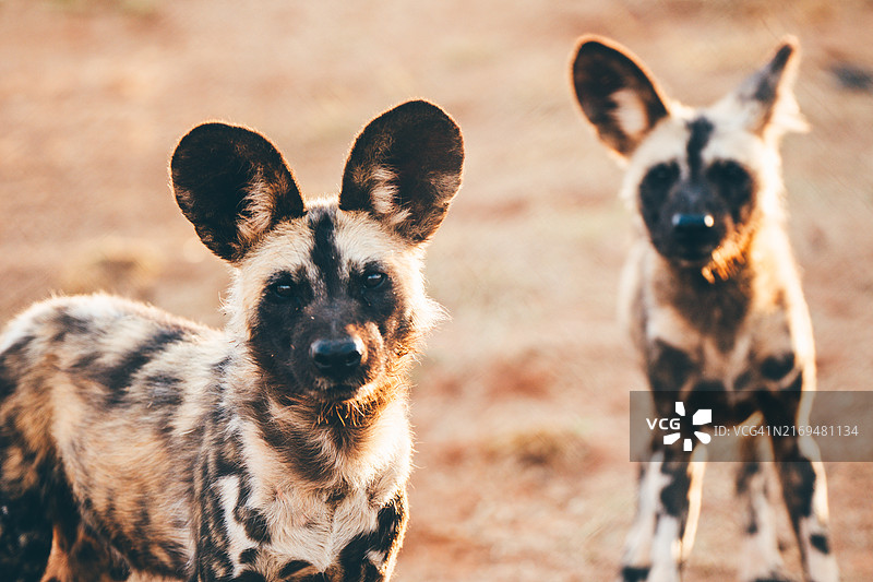 非洲猎犬，南非图片素材