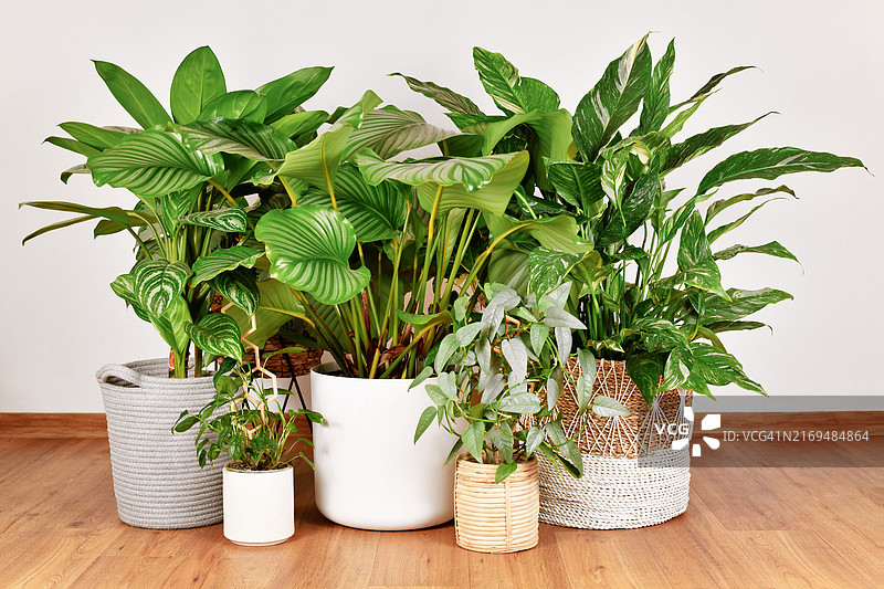 城市丛林：花盆里不同的大型热带室内植物图片素材