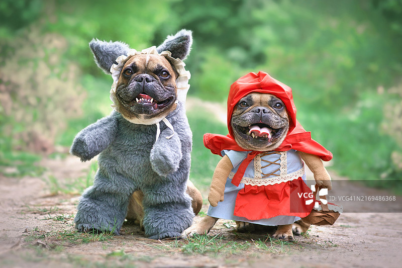 一对法国斗牛犬装扮成小红帽与大灰狼，站在森林里图片素材