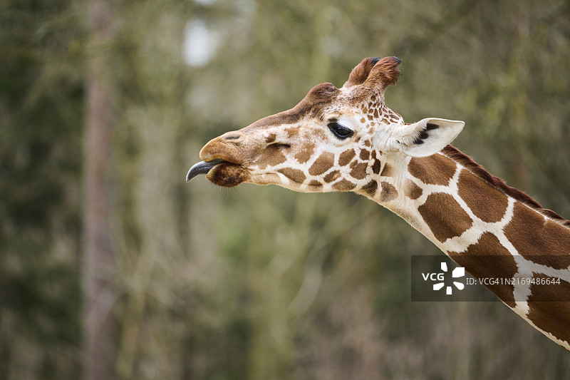 网纹长颈鹿特写，摄于德国巴伐利亚图片素材