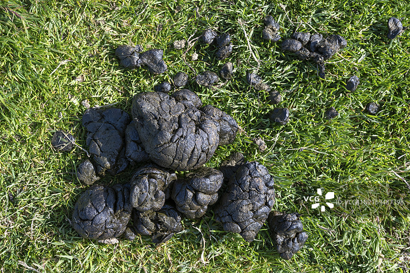 苏格兰牧场上的家养绵羊粪球图片素材