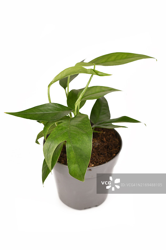 白色背景花盆中的小型异国情调麒麟叶盆栽图片素材