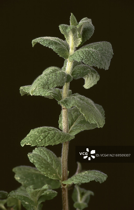 苹果薄荷（Mentha suaveolens），药用植物，芳香植物图片素材