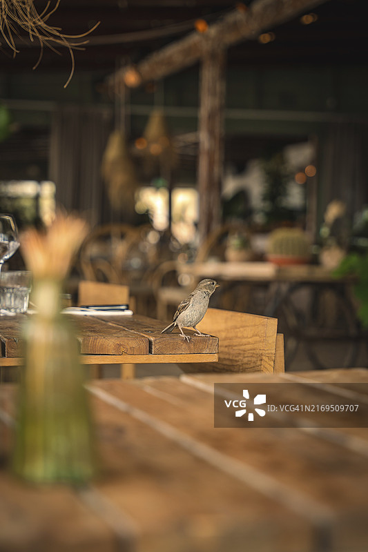 荷兰赞德沃特海滩酒吧桌子上的小鸟图片素材