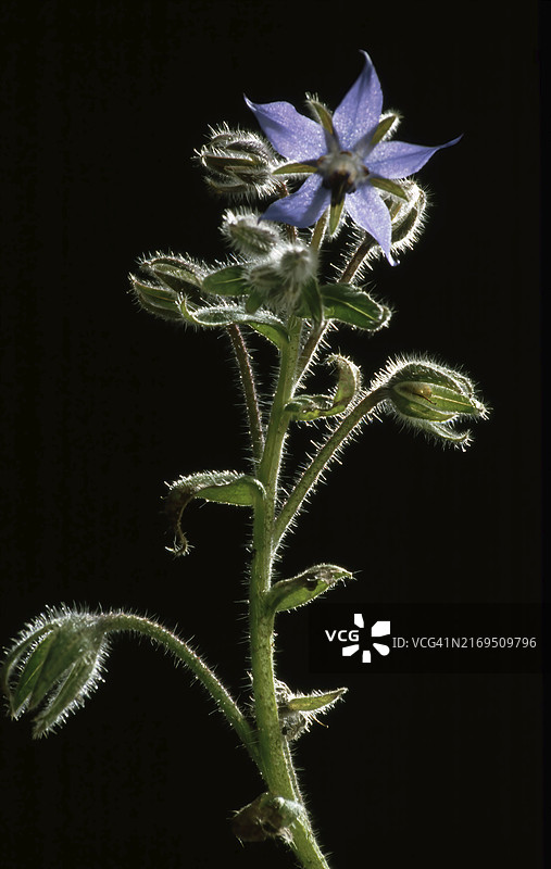 琉璃苣（Borago officinalis），也称琉璃苣，香料，药用植物图片素材