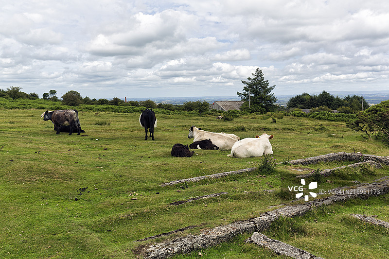 英国康沃尔郡博德明沼泽：草地上的奶牛与墙壁遗迹图片素材