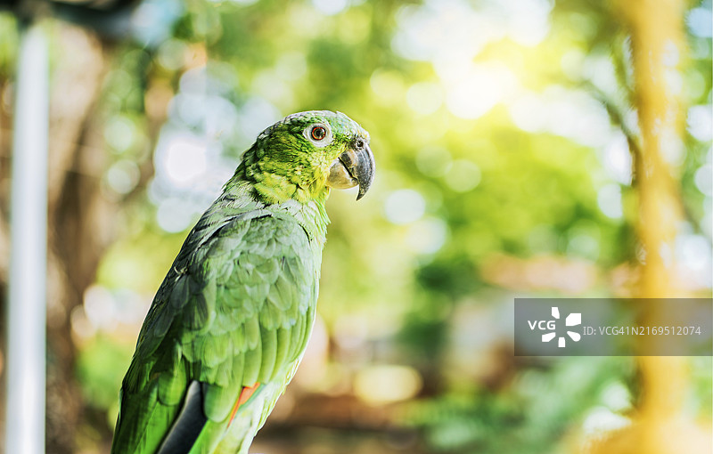 美丽多彩的黄颈鹦鹉户外肖像图片素材