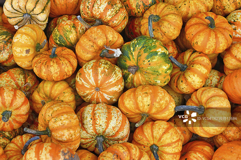 俯视一堆黄色和橙色条纹嘉年华南瓜图片素材