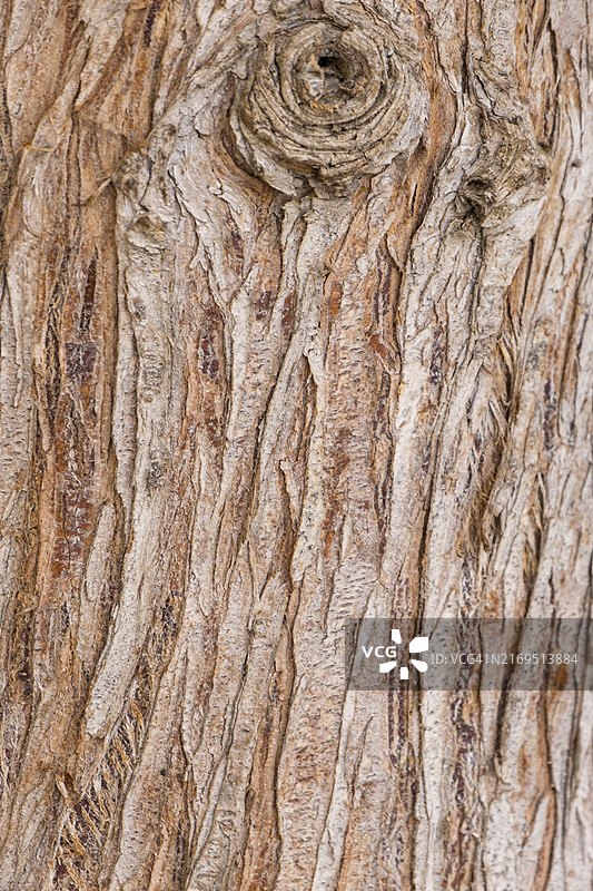 树干树皮木材背景纹理图片素材