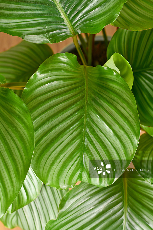 大型条纹叶子的异国竹芋祈祷植物图片素材