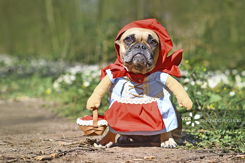 打扮成童话人物小红帽的趣味法国斗牛犬图片素材
