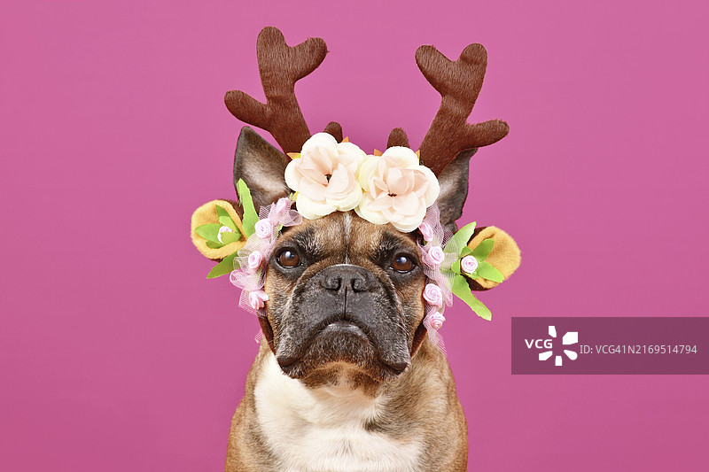 戴着红色圣诞驯鹿角花环头带的小鹿色法国斗牛犬，粉色背景图片素材