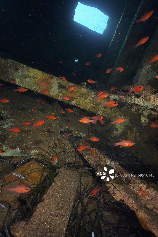 须鳢鱼群：地中海西门铁雷号沉船残骸，法国耶尔附近图片素材