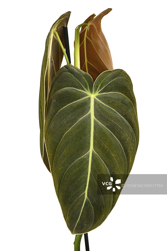 在白色背景下，与世隔绝的热带‘黑金刚’室内植物的长叶图片素材