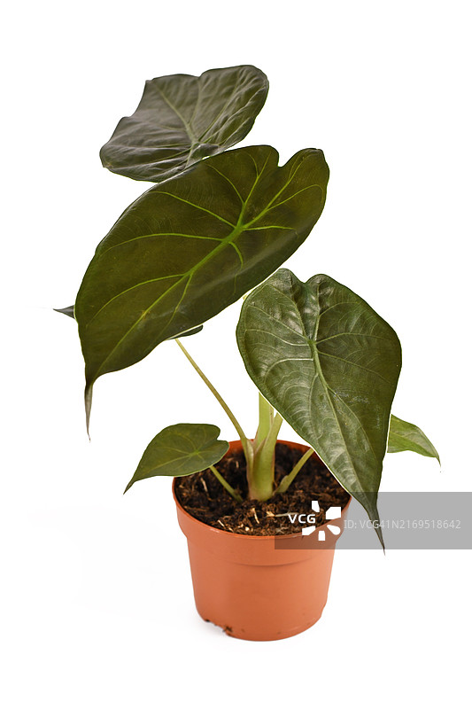花盆中具有深绿色叶子的热带“Alocasia Wentii”室内植物图片素材