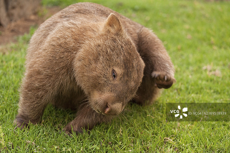 澳大利亚袋熊搔头图片素材
