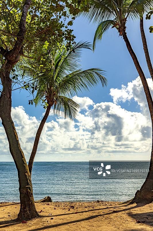 夏季末巴西巴伊亚州伊塔卡雷海边的树木和植被景观图片素材