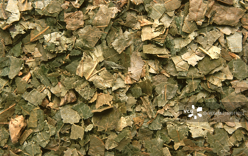 干燥北美金缕梅叶图片素材